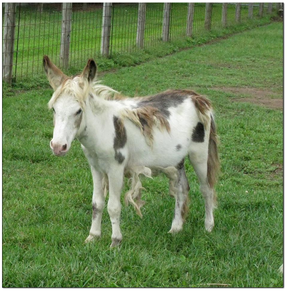 Miniature Donkeys Sold at The Elms Miniature Donkey Farm